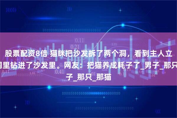 股票配资8倍 猫咪把沙发拆了两个洞，看到主人立马从洞里钻进了沙发里。网友：把猫养成耗子了_男子_那只_那猫